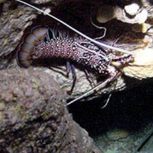 Pacific Spiny Lobster in cave  by Martin Dalsaso 